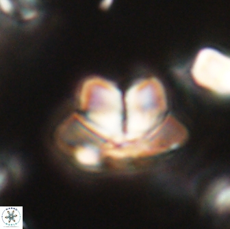 Caycedoae micheliorum 66503