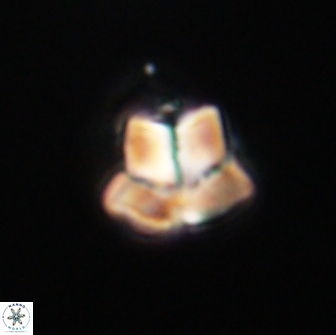Caycedoae micheliorum 66805