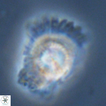 Caycedoae megastypus 71187