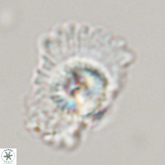 Caycedoae megastypus 71188