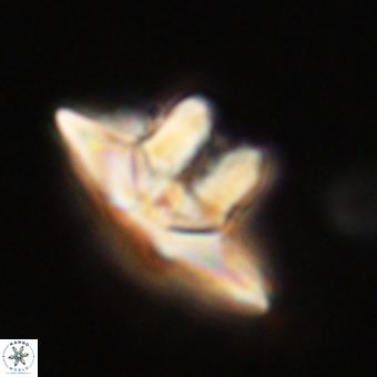 Caycedoae megastypus 71199