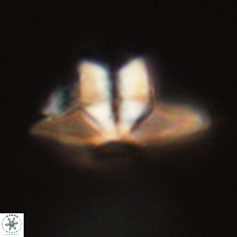 Caycedoae megastypus 71208