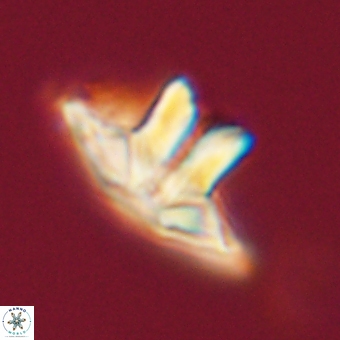 Caycedoae megastypus 71214