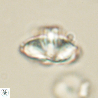 Caycedoae kaminadesneraidon 65443