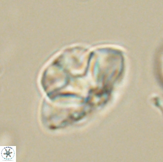 Caycedoae kaminadesneraidon 65447