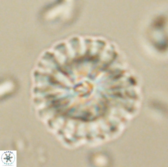 Caycedoae yelpaze 65414