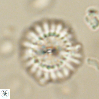 Caycedoae kaminadesneraidon 65415