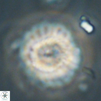 Caycedoae yelpaze 65418