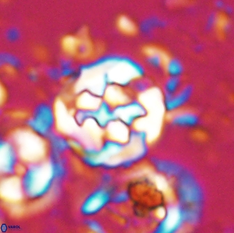Cervisiella crassa 21788