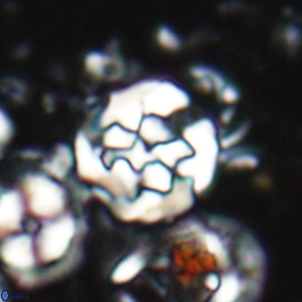 Cervisiella crassa 21789