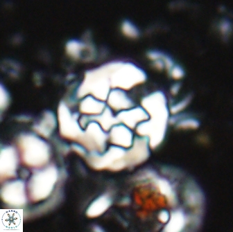 Cervisiella crassa 21789