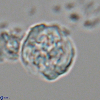 Cervisiella crassa 21890