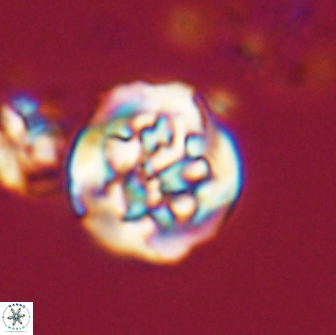 Cervisiella crassa 21891