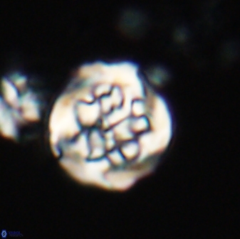 Cervisiella crassa 21892