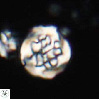 Cervisiella crassa 21892
