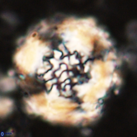 Cervisiella megaloperculata 53882