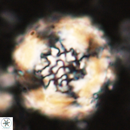 Cervisiella megaloperculata 53882