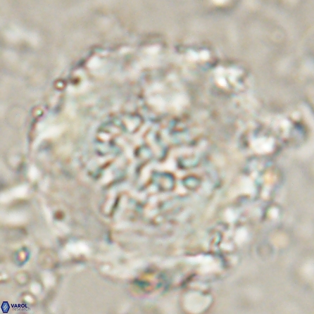 Cervisiella megaloperculata 53884