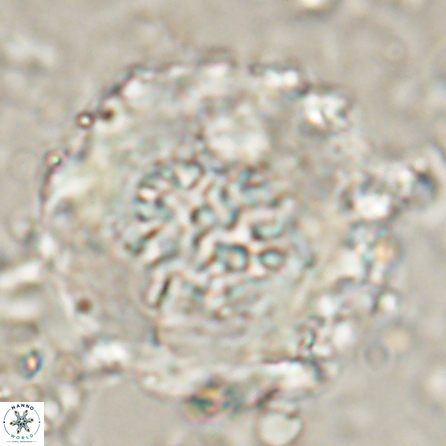 Cervisiella megaloperculata 53884