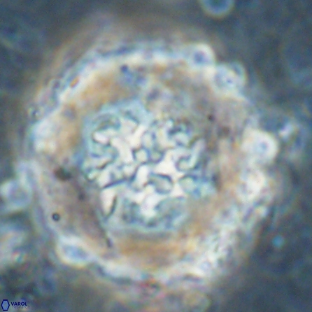 Cervisiella megaloperculata 53885