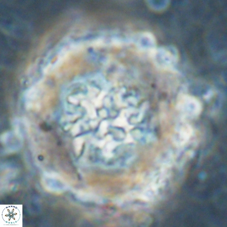 Cervisiella megaloperculata 53885