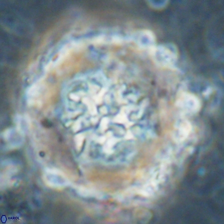Cervisiella megaloperculata 53886