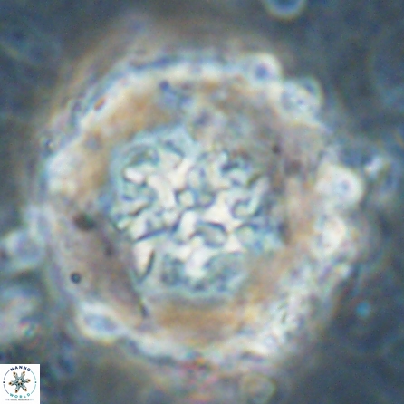 Cervisiella megaloperculata 53886