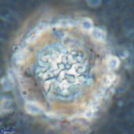 Cervisiella megaloperculata 53887