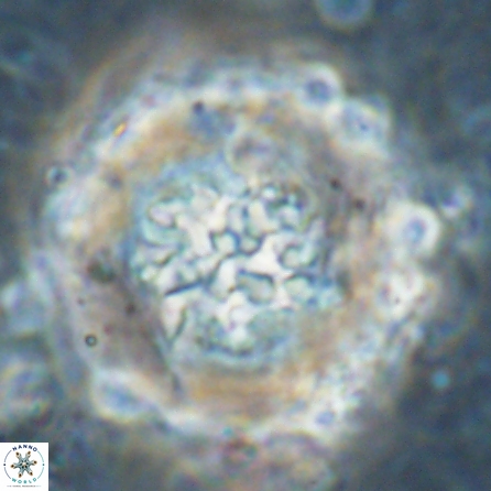 Cervisiella megaloperculata 53887