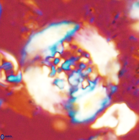 Cervisiella megaloperculata 53908
