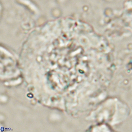 Cervisiella megaloperculata 53910