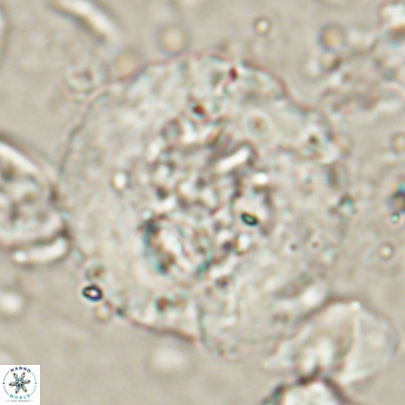Cervisiella megaloperculata 53910
