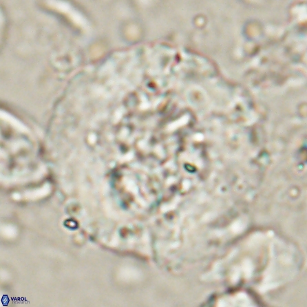 Cervisiella megaloperculata 53911