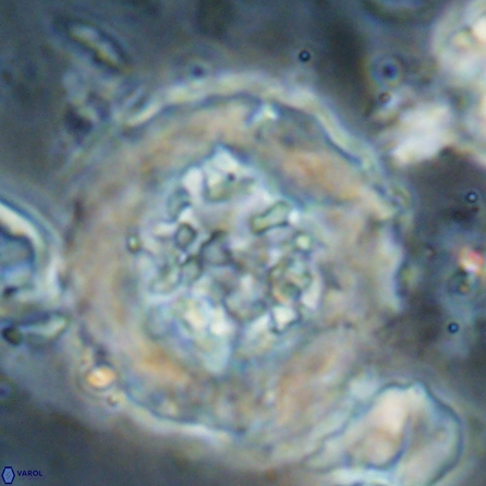 Cervisiella megaloperculata 53912