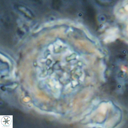 Cervisiella megaloperculata 53912