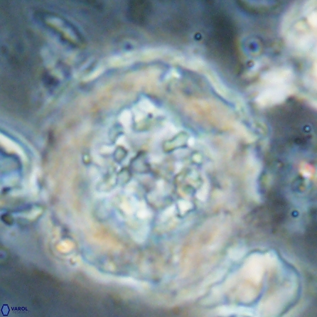 Cervisiella megaloperculata 53913
