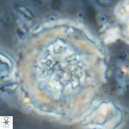 Cervisiella megaloperculata 53913