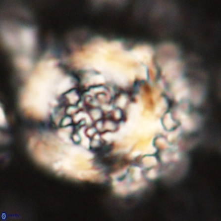 Cervisiella megaloperculata 54343
