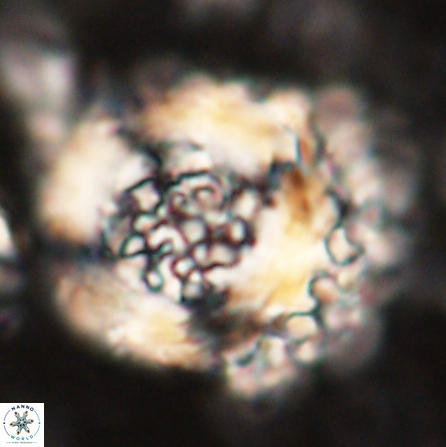 Cervisiella megaloperculata 54343