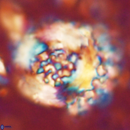 Cervisiella megaloperculata 54344