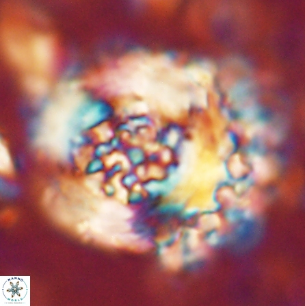 Cervisiella megaloperculata 54344