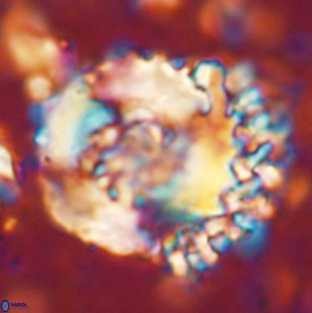 Cervisiella megaloperculata 54346