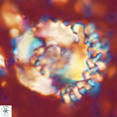 Cervisiella megaloperculata 54346