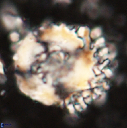 Cervisiella megaloperculata 54347