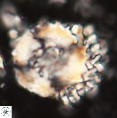 Cervisiella megaloperculata 54347