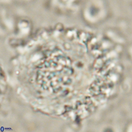 Cervisiella megaloperculata 54348