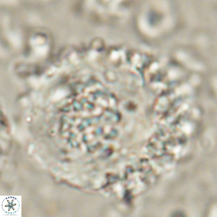 Cervisiella megaloperculata 54348