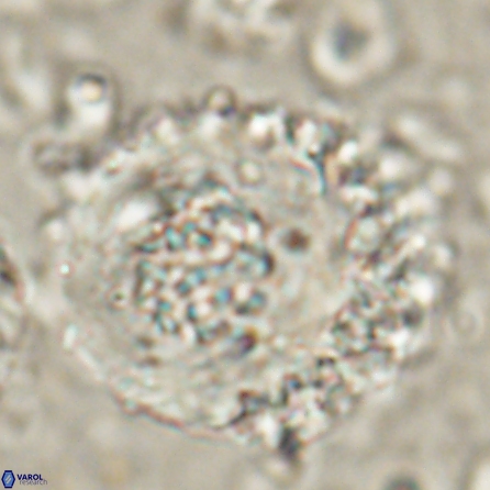 Cervisiella megaloperculata 54349