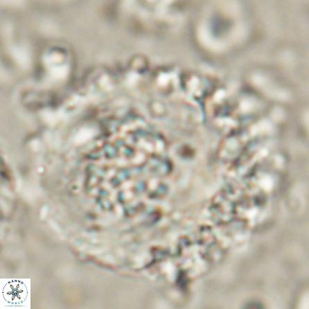 Cervisiella megaloperculata 54349