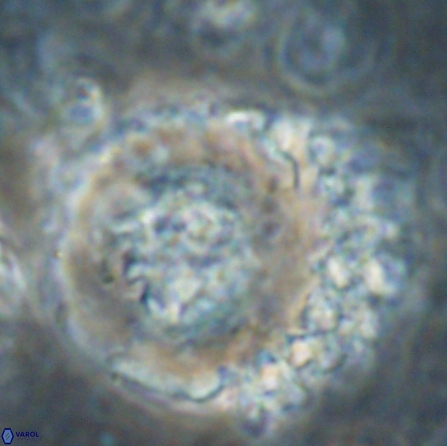 Cervisiella megaloperculata 54350
